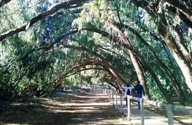 Nueva construcción  - Bungalow - Torrevieja - Altos del Sol