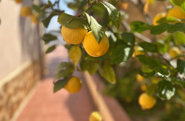 Resale - Detached House / Villa - Algorfa - Lomas de Juliana