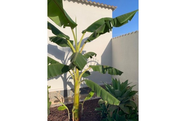 Resale - Villa / Detached - Ciudad Quesada - Quesada Center