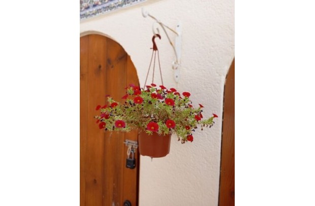 Revente - Detached House / Villa - Villamartin - Villamartín