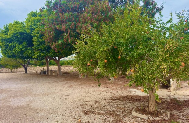 Resale - Country Property - Ciudad Quesada - Cuidad Quesada