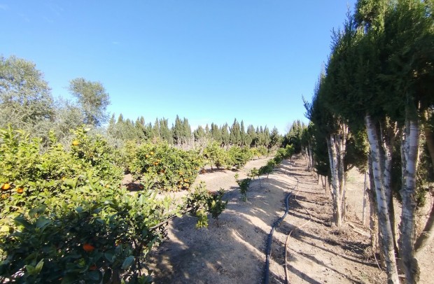 Resale - Country Property - Ciudad Quesada - Partido de Saavedra