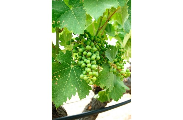 New Build - Villa Detached - Yecla