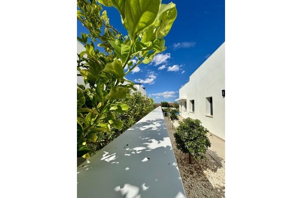 New Build - Villa Detached - Benijófar - Pueblo