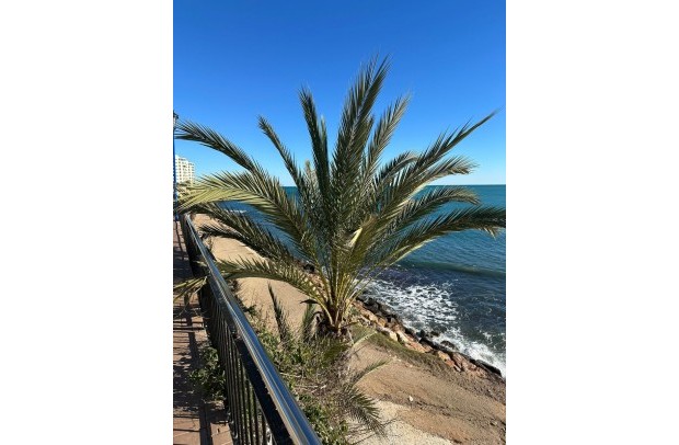 Resale - Apartment - Punta Prima